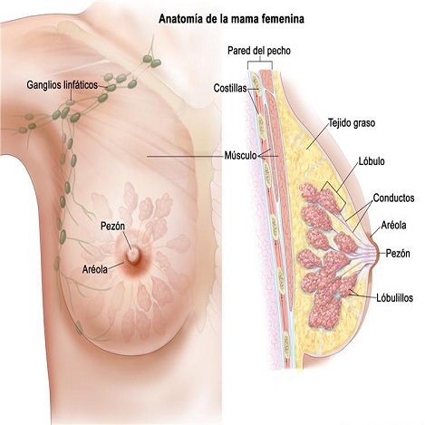 Las mamas son dos órganos glandulares ubicados en el pecho. Están formadas por tejido conjuntivo, grasa y tejido mamario, la cual contiene a las glándulas que pueden producir la leche materna. Se les llama glándula mamaria. 